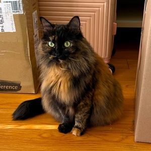 Meet your Posher, Halley